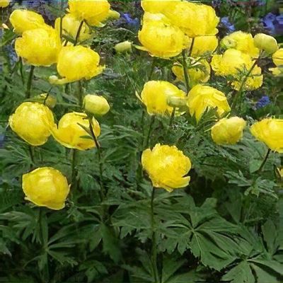 Trollius europaeus 'Lemon Supreme'