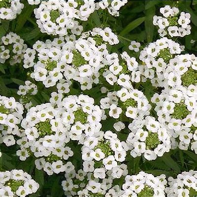 Lobularia maritima