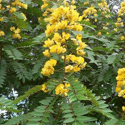 Senna spectabilis