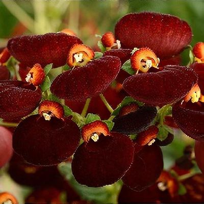Symphony mørkere Artifact Calceolaria 'Calynopsis Dark Red' (Calynopsis Series) - Shoot