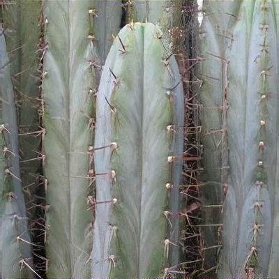 Echinopsis macrogona