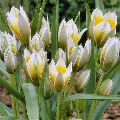 Tulipa 'Little Star'