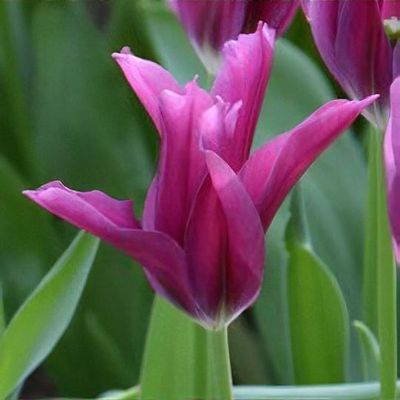 Tulipa 'Purple Doll'