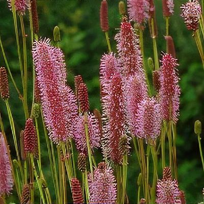 Sanguisorba 'Blackthorn'