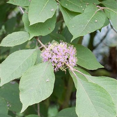 Callicarpa cathayana