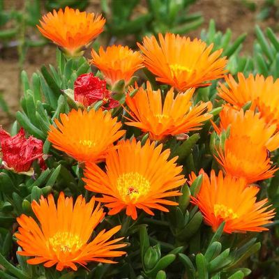 Lampranthus spectabilis orange-flowered