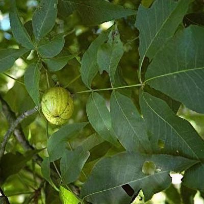 Carya laciniosa