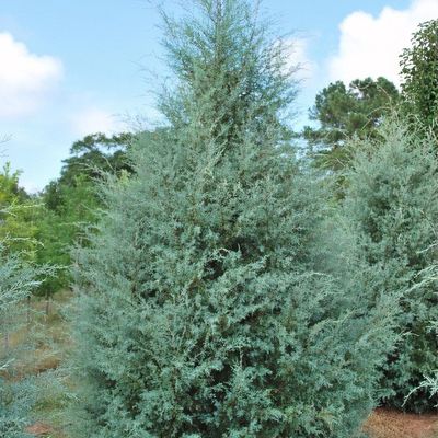 Cupressus Arizonica Var. Glabra 'Carolina Sapphire'