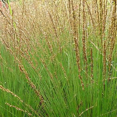 Molinia caerulea subsp. caerulea 'Overdam'