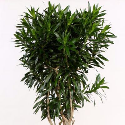 Dracaena reflexa