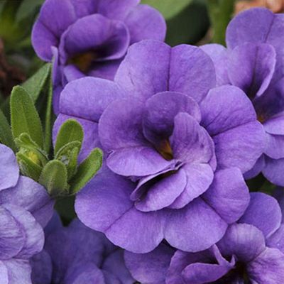 Calibrachoa 'Can-can Double Blue' (Can-can Series)