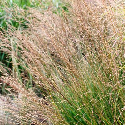 Molinia caerulea subsp. arundinacea