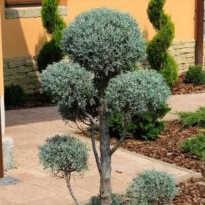 Cupressus Arizonica Var. Glabra 'Fastigiata', Pom Pom Form