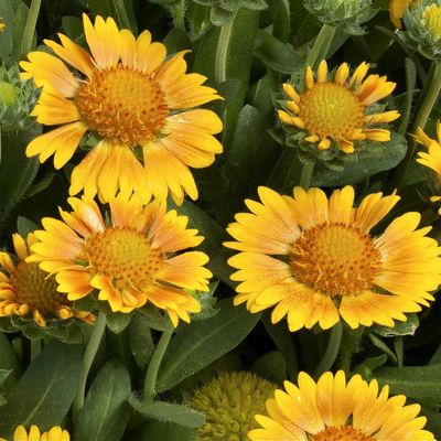 Gaillardia x grandiflora 'Galya Yellow' (Galya Series)