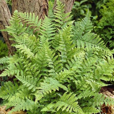 Dryopteris (any variety)