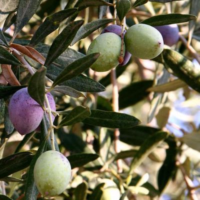 Olea europaea (any variety)