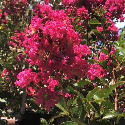 Lagerstroemia 'Tonto'