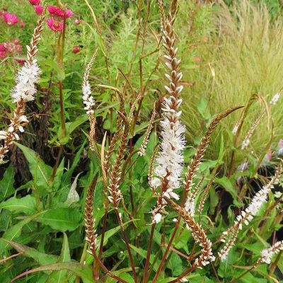 Bistorta amplexicaulis ‘White Eastfield’