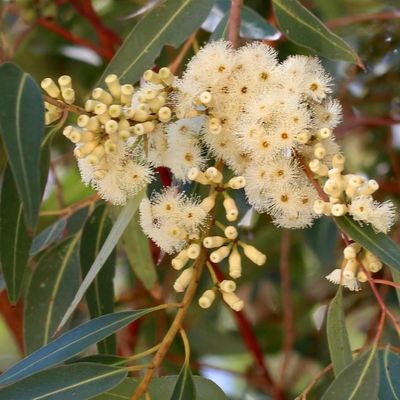 Eucalyptus cladocalyx 'Nana'