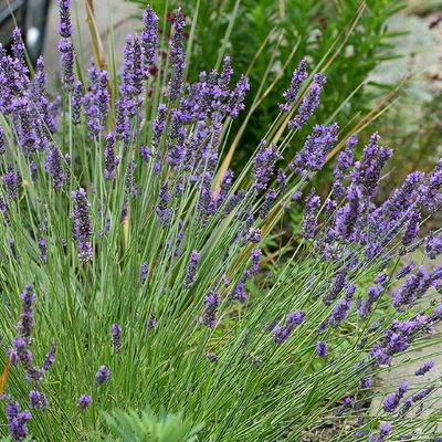 Lavandula x intermedia (any variety)