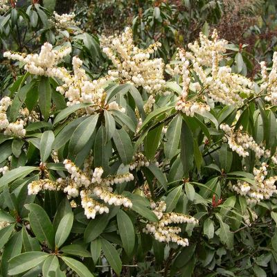 Pieris formosa (any variety)