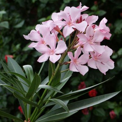 Nerium oleander (any variety)