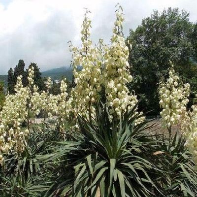 Yucca recurvifolia