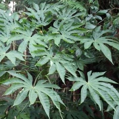 Fatsia polycarpa