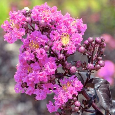 Lagerstroemia 'Lavender Lace' (Black Diamond Series)