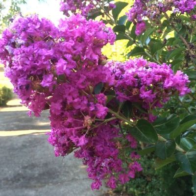 Lagerstroemia 'Zuni'