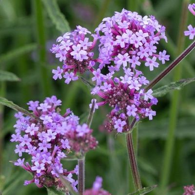 Verbena bonariensis 'Royal Dreams'