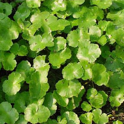 Hydrocotyle ranunculoides