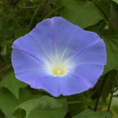 Ipomoea purpurea 'Heavenly Blue'