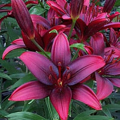 Lilium 'Blackjack'