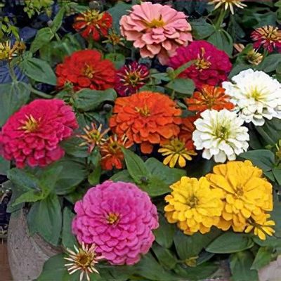 Zinnia elegans 'Magellan Mixed'