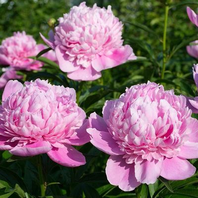 Paeonia lactiflora 'Sarah Bernhardt'