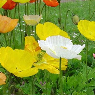 Papaver nudicaule 'Wonderland'
