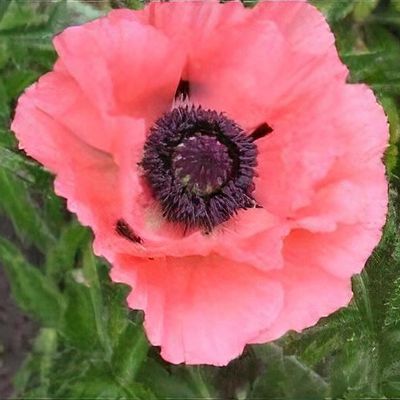 Papaver orientale 'Springtime'