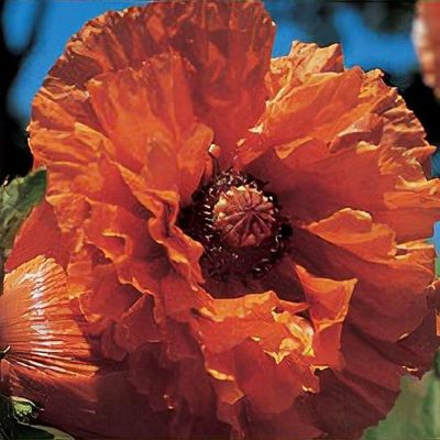 Papaver orientale 'Indian Chief'