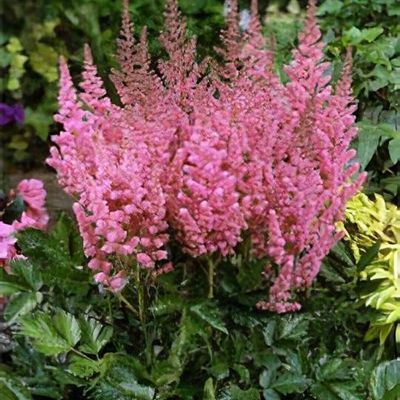 Astilbe chinensis 'Vision in Pink'