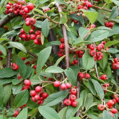 Cotoneaster 'Hybridus Pendulus'