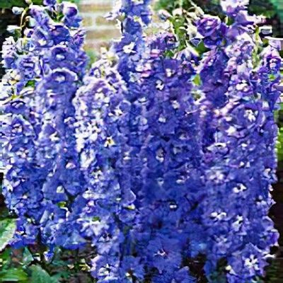 delphinium-blue-jay