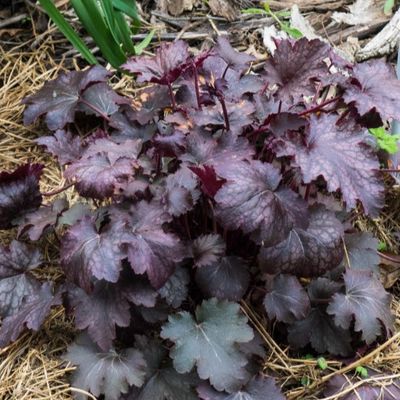 Heuchera 'Amethyst Mist'