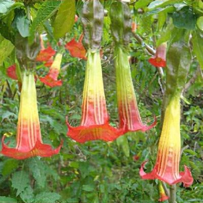 Brugmansia sanguinea