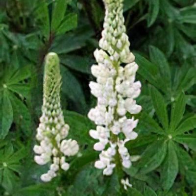 Lupinus &lsquo;Gallery White&rsquo; (Gallery Series)