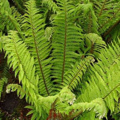 Polystichum aculeatum