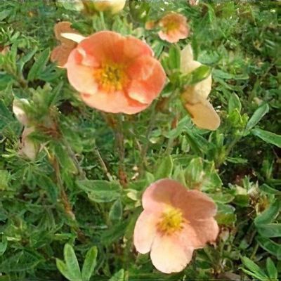 Potentilla Fruticosa 'Daydawn'