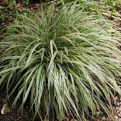 Carex 'Silver Sceptre'