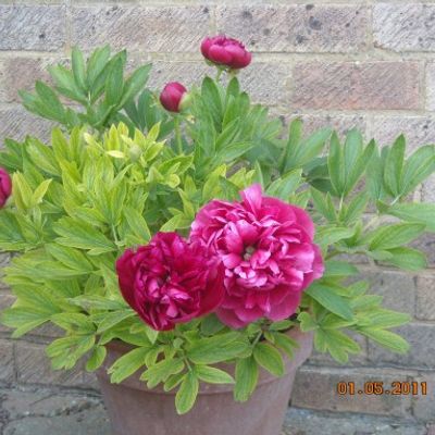 Paeonia 'Red Magic' - Shoot