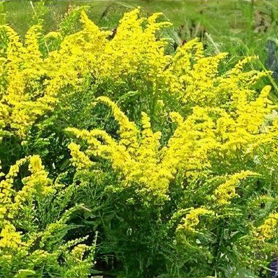 Solidago 'Cloth of Gold'